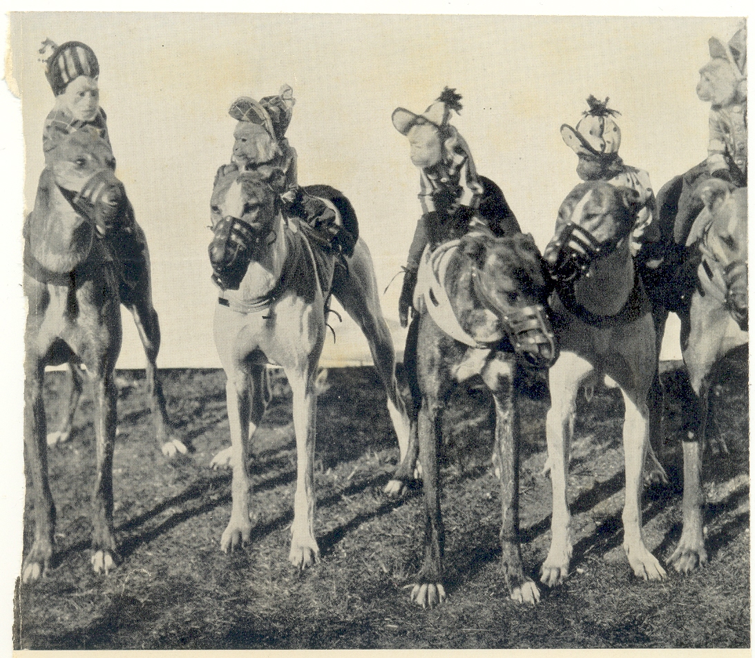 Monkey jockeys Shanghai Canidrome - circa 1939